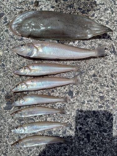 シタビラメの釣果