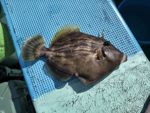 カワハギの釣果