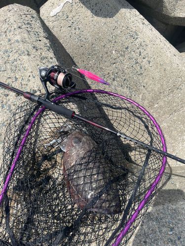 コウイカの釣果