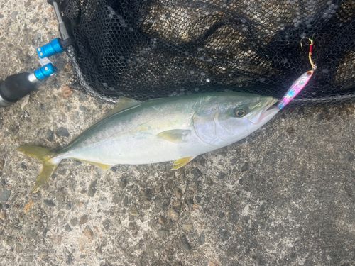 フクラギの釣果