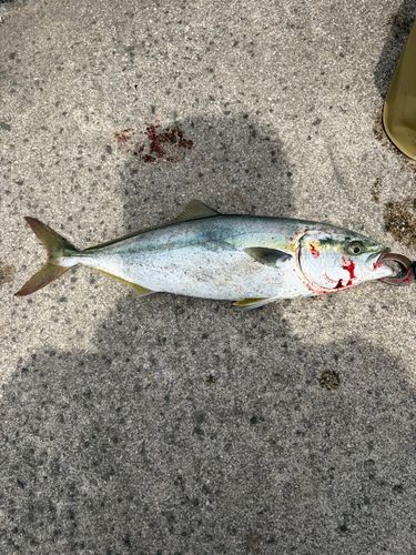 フクラギの釣果