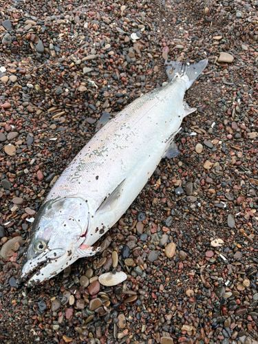 サクラマスの釣果
