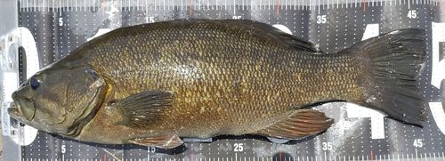 スモールマウスバスの釣果