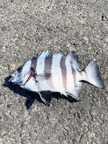 イシダイの釣果