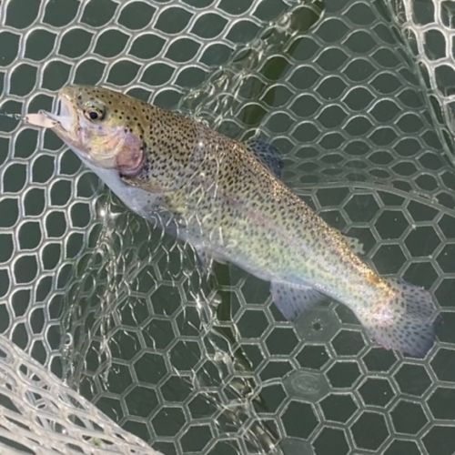 レインボートラウトの釣果