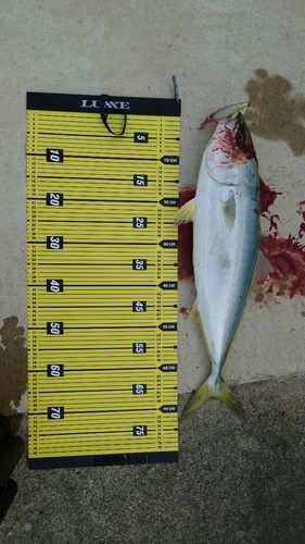 ワラサの釣果
