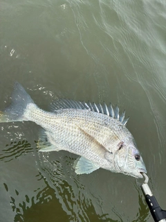 キビレの釣果