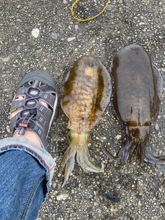 アオリイカの釣果