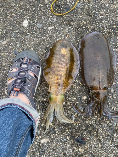 アオリイカの釣果