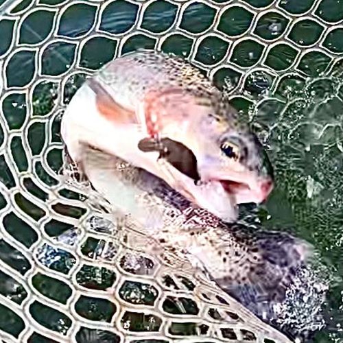 レインボートラウトの釣果