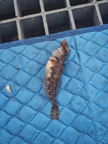 ハゼの釣果