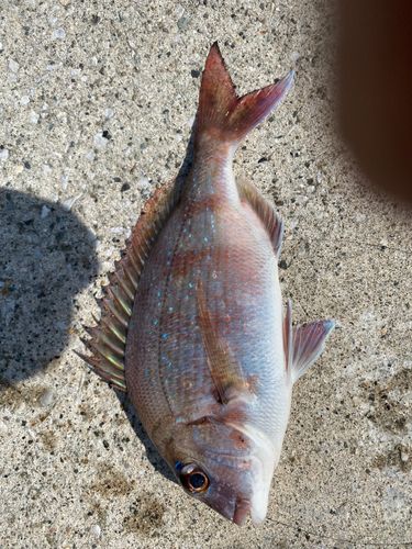 チャリコの釣果