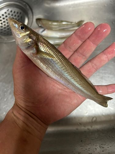 キスの釣果