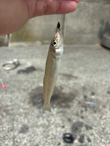 キスの釣果
