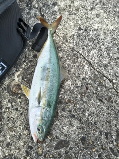 ツバイソの釣果
