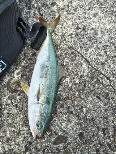 ツバイソの釣果