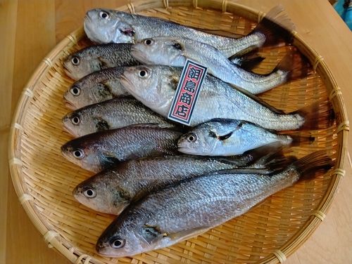イシモチの釣果