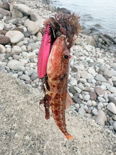 エソの釣果