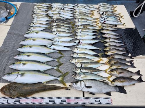 ハマチの釣果