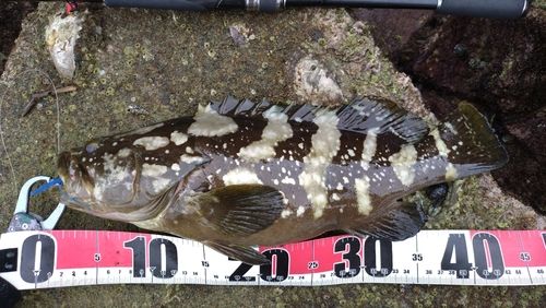 クエの釣果