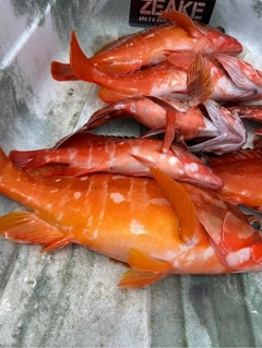 アカハタの釣果