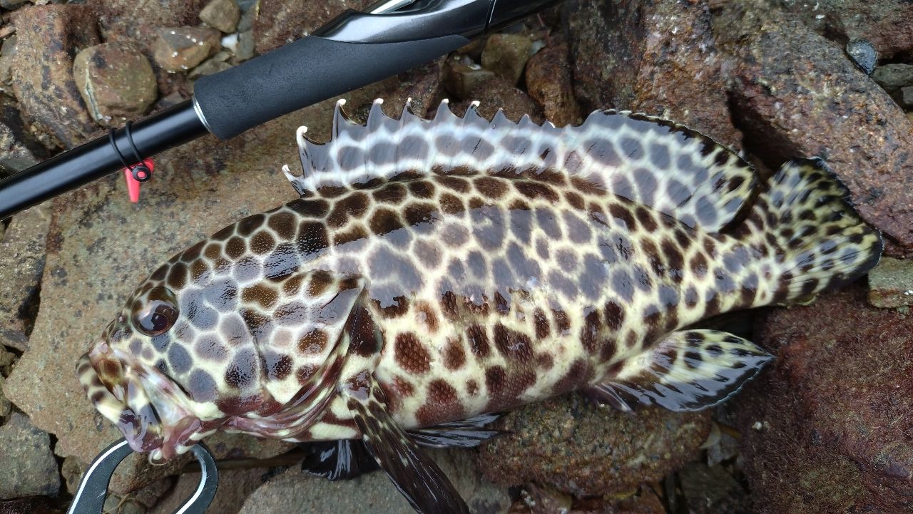 SHIMANO 18ハードロッカー S83MHの最安値・インプレ・釣果 | 本音の