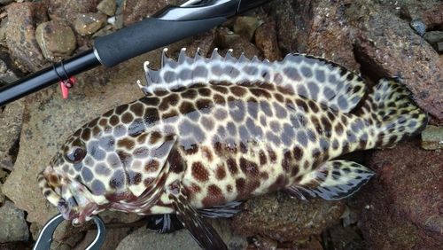 イシミーバイの釣果