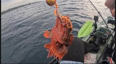 アカハタの釣果