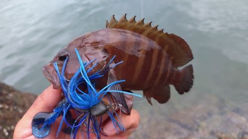 ヤミハタの釣果