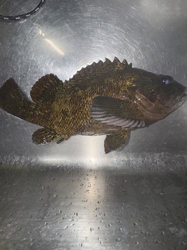 ソイの釣果