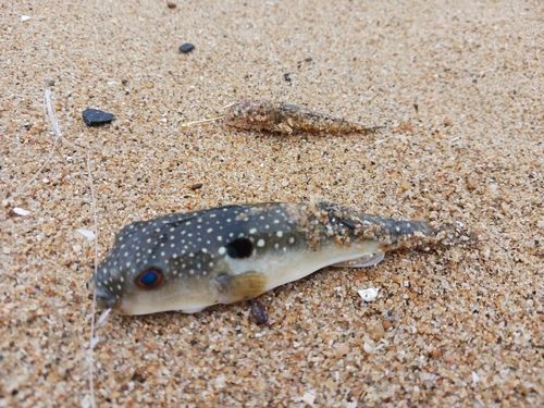エギ 戸馳島の釣果・釣り場情報【2026年最新】 - アングラーズ | 釣果600万