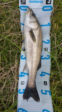 スズキの釣果
