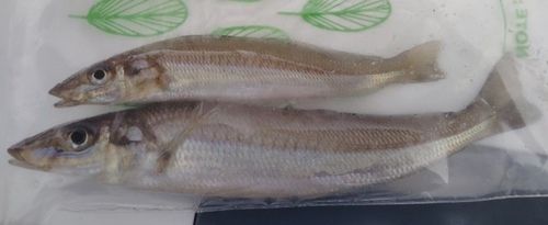 キスの釣果
