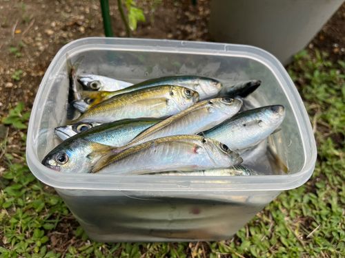 アジの釣果