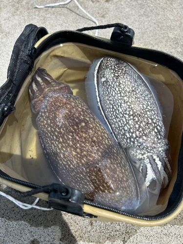 シリヤケイカの釣果