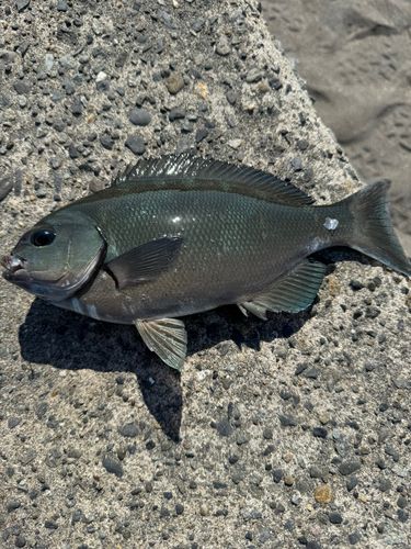 メジナの釣果