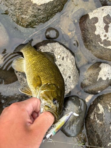 スモールマウスバスの釣果