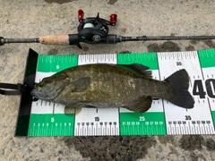 スモールマウスバスの釣果