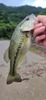 ブラックバスの釣果