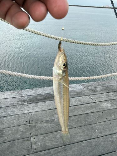 キスの釣果