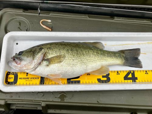ラージマウスバスの釣果