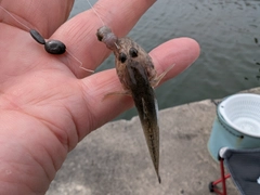 マハゼの釣果