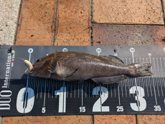 アイナメの釣果