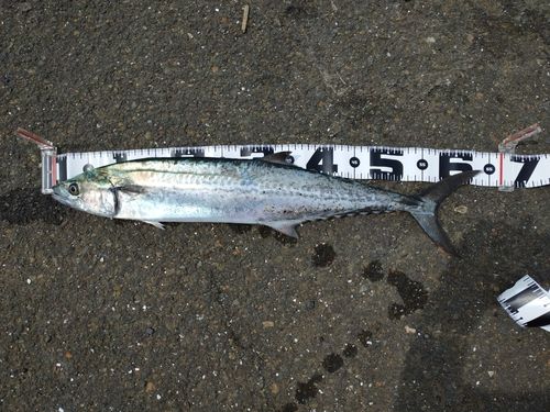 サゴシの釣果