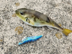 シロサバフグの釣果