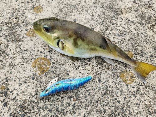シロサバフグの釣果
