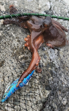 タコの釣果