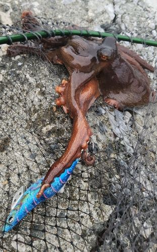 タコの釣果