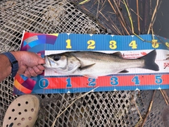 フッコ（マルスズキ）の釣果