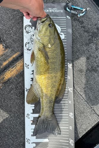 スモールマウスバスの釣果